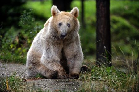 Braunbaeren Jagd in Rumänien stoppen