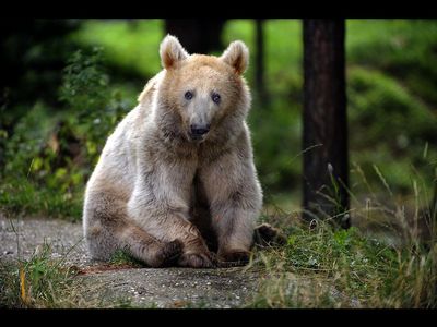 Braunbaeren Jagd in Rumänien stoppen