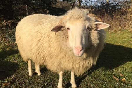 Lebensretter fuer die Schafe, jetzt steigt fuer die Tiere die Gefahr der toedlichen Rueckenlage