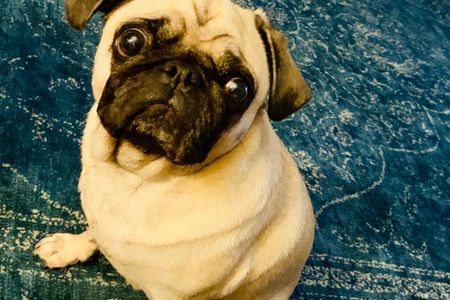 Unser Redaktions-Mops Adele ist geschockt, wer wirft einen Hund einfach mal so über der Zaun  Foto GFDK