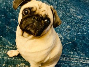 Unser Redaktions-Mops Adele ist geschockt, wer wirft einen Hund einfach mal so über der Zaun Foto GFDK Unser Redaktions-Mops Adele ist geschockt, wer wirft einen Hund einfach mal so über der Zaun Foto GFDK