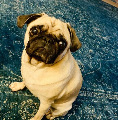 Unser Redaktions-Mops Adele ist geschockt, wer wirft einen Hund einfach mal so über der Zaun  Foto GFDK
