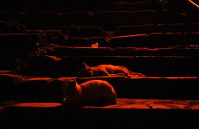 Nachts sind alle Katzen grau, auch in Istanbul