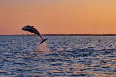 Delfin Tour  Emerald Coast