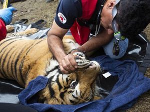 Die Haltung von exotischen und nicht einheimischen Tieren durch Privatpersonen ist in Argentinien illegal Die Haltung von exotischen und nicht einheimischen Tieren durch Privatpersonen ist in Argentinien illegal
