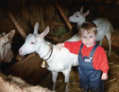 Kleiner Junge mit Ziege