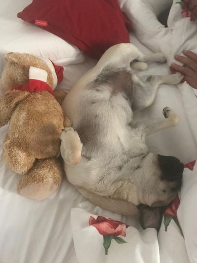 Unserer geliebter Mops Adele war kein Weihnachtsgeschenk, und wir sind jeden Tag glücklich mit ihr
