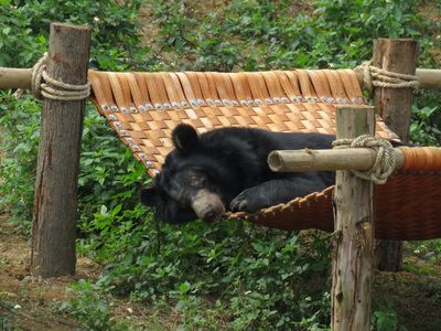 Dank Vier Pfoten hat der Baer Thai Giang nun ein neues Zuhause im  BAERENWALD Ninh Binh