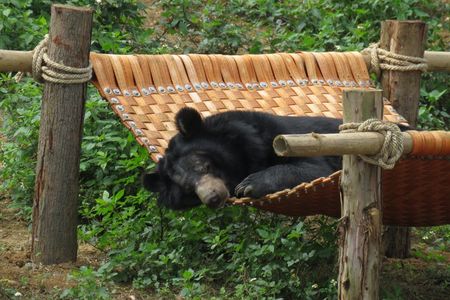 Dank Vier Pfoten hat der Baer Thai Giang nun ein neues Zuhause im  BAERENWALD Ninh Binh