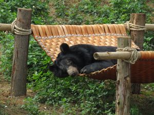 Dank Vier Pfoten hat der Baer Thai Giang nun ein neues Zuhause im  BAERENWALD Ninh Binh