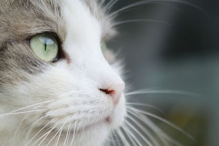 Katzen lieben ihre Routine und ihre gewohnte Umgebung