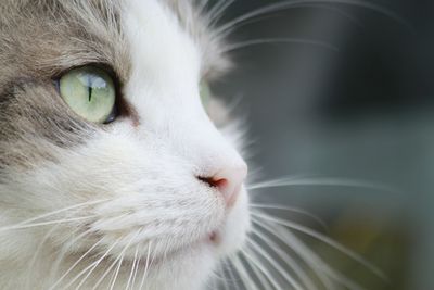 Katzen lieben ihre Routine und ihre gewohnte Umgebung