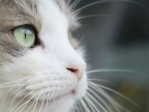 Katzen lieben ihre Routine und ihre gewohnte Umgebung Katzen lieben ihre Routine und ihre gewohnte Umgebung
