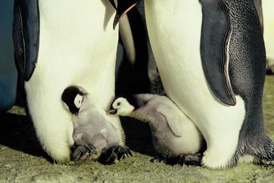 Nicht nur die Eisbaeren, alle Tiere der Arktis auch die Pinguine sind bedroht