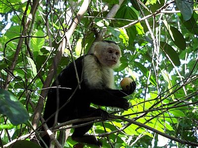 Reisen Costa Rica Affe