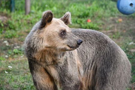Geschosspartikel wurden bei der Braunbaerin Dushi entdeckt