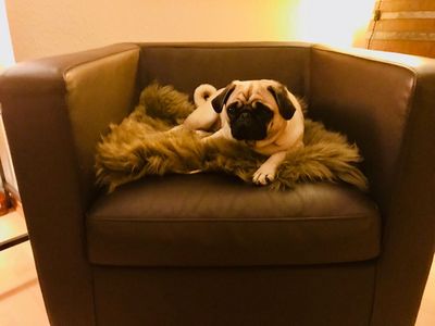 Unser Theater Mops Adele hat sich schon fuer Klaus Maria Brandauer in Zuerich in Stellung gebracht