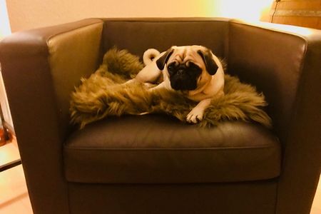 Unser Theater Mops Adele hat sich schon fuer Klaus Maria Brandauer in Zuerich in Stellung gebracht