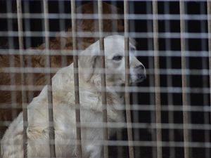 Dieser und 100 weitere Hunde in katastrophalem Zustand wurden 2016 bei einer Razzia auf dem Gelände des Hauptangeklagten im Kreuztal-Fall, Karl-Michael von F., vorgefunden Dieser und 100 weitere Hunde in katastrophalem Zustand wurden 2016 bei einer Razzia auf dem Gelände des Hauptangeklagten im Kreuztal-Fall, Karl-Michael von F., vorgefunden