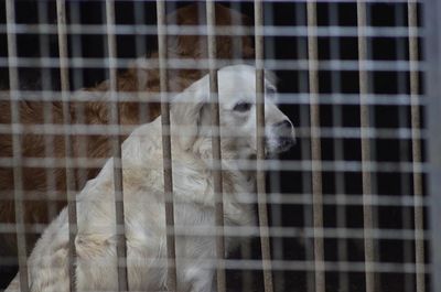 Dieser und 100 weitere Hunde in katastrophalem Zustand wurden 2016 bei einer Razzia auf dem Gelände des Hauptangeklagten im Kreuztal-Fall, Karl-Michael von F., vorgefunden