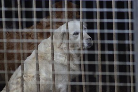 Dieser und 100 weitere Hunde in katastrophalem Zustand wurden 2016 bei einer Razzia auf dem Gelände des Hauptangeklagten im Kreuztal-Fall, Karl-Michael von F., vorgefunden