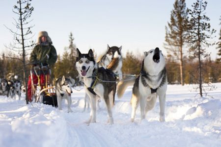 Husky Safari