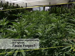 Nur 46 % der Deutschen stimmen Cannabis-Legalisierung zu