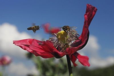 Rund um die Bauernhoefe von Roter Hahn auf denen Honig hergestellt wird finden Bienen noch intakte Suedtiroler Natur