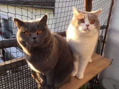 Merlin und Molly warten auf, ja auf was