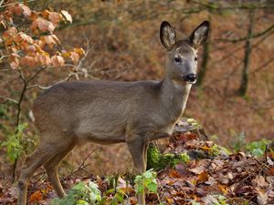Wildunfälle bei Dunkelheit und Nebel vermeiden Wildunfälle bei Dunkelheit und Nebel vermeiden