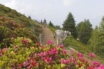Zur Suedtiroler Alpenrosenbluete ist der von Huetten gesaeumte Almenweg an Schennas Hausberg Hirzer