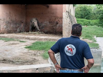 Kaavan, der einsamste Elefant der Welt wartet auf ein neues Zuhause