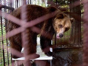 Der Braunbär Teddy hat ein neues Zuhause Der Braunbär Teddy hat ein neues Zuhause
