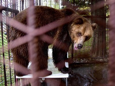 Der Braunbär Teddy hat ein neues Zuhause