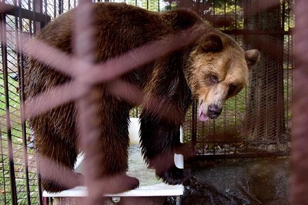 Der Braunbär Teddy hat ein neues Zuhause
