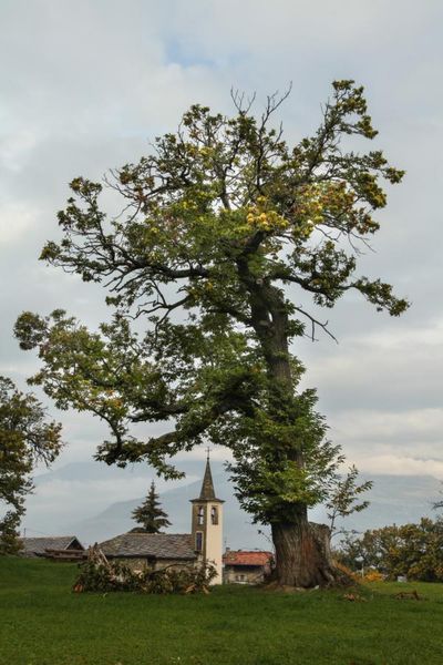 Kastanienbaum in Aostatal Kastanienbaum in Aostatal