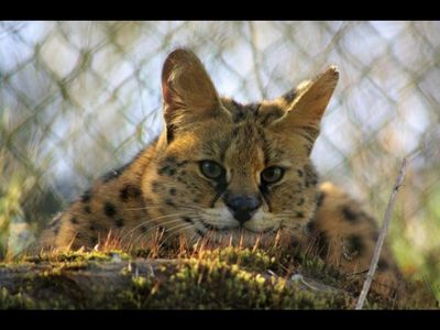 VIER PFOTEN TIERART gibt afrikanischem Serval ein neues Zuhause
