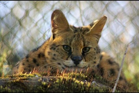 VIER PFOTEN TIERART gibt afrikanischem Serval ein neues Zuhause