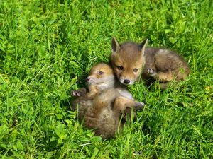 Jede Woche werden schutzbeduerftige Rehkitze, Igelbabys, Fuchswelpen und andere wilde Tierkinder in der Auffangstation abgegeben Jede Woche werden schutzbeduerftige Rehkitze, Igelbabys, Fuchswelpen und andere wilde Tierkinder in der Auffangstation abgegeben