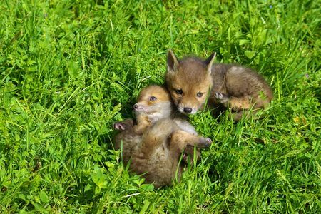 Jede Woche werden schutzbeduerftige Rehkitze, Igelbabys, Fuchswelpen und andere wilde Tierkinder in der Auffangstation abgegeben