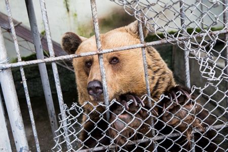 Die Baeren bekommen ein neues Zuhause. Raus aus dem privaten Mini-Zoo eines Restaurants in Albanien