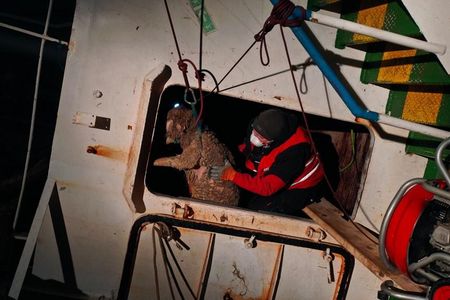 Kaempfen um jedes Schaf das man retten kann, grosser Einsatz von den Tierschuetzern