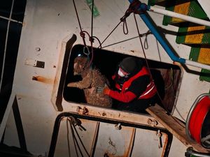Kaempfen um jedes Schaf das man retten kann, grosser Einsatz von den Tierschuetzern Kaempfen um jedes Schaf das man retten kann, grosser Einsatz von den Tierschuetzern