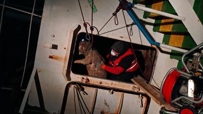 Kaempfen um jedes Schaf das man retten kann, grosser Einsatz von den Tierschuetzern