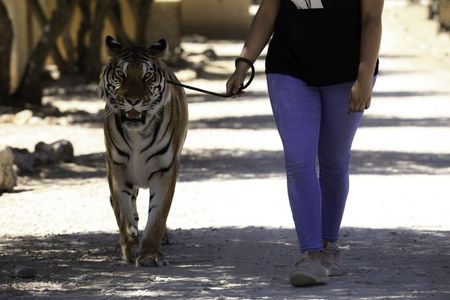 Deutschland im EU-Vergleich Nummer Eins bei Import und Export von lebenden Tigern