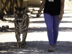 Deutschland im EU-Vergleich Nummer Eins bei Import und Export von lebenden Tigern Deutschland im EU-Vergleich Nummer Eins bei Import und Export von lebenden Tigern