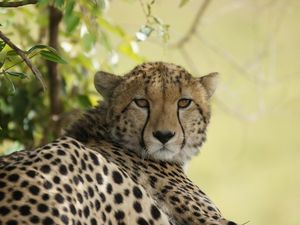 Im Marsabit-Nationalpark kann man unvergessliche Afrika-Reisen mit Strand und einer Tierwelt sondergleichen geniessen Im Marsabit-Nationalpark kann man unvergessliche Afrika-Reisen mit Strand und einer Tierwelt sondergleichen geniessen