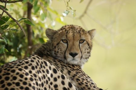 Im Marsabit-Nationalpark kann man unvergessliche Afrika-Reisen mit Strand und einer Tierwelt sondergleichen geniessen