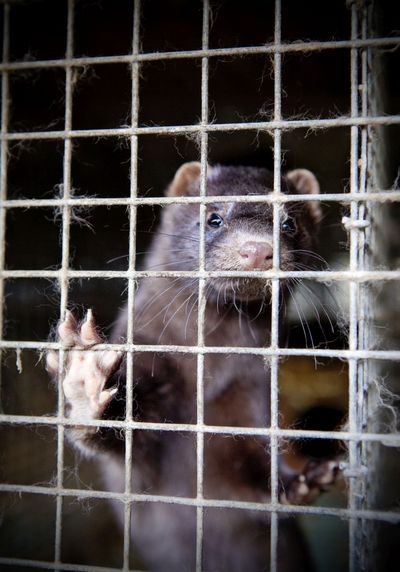 Nerze, Fuechse und andere Pelztiere werden in Deutschland nicht mehr gezuechtet