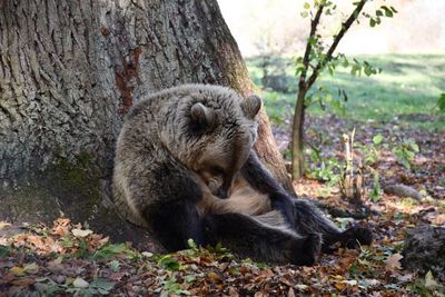 Ausruhen tuen sich die Baeren ueber den ganzen Winter, bis ins Fruehjahr